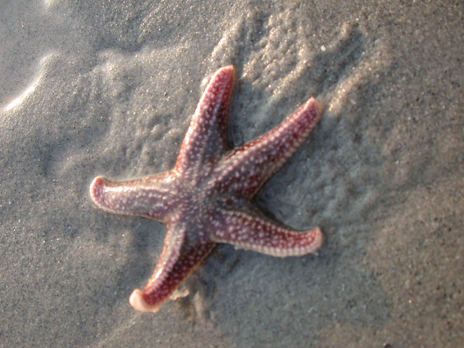 Starfish in sand