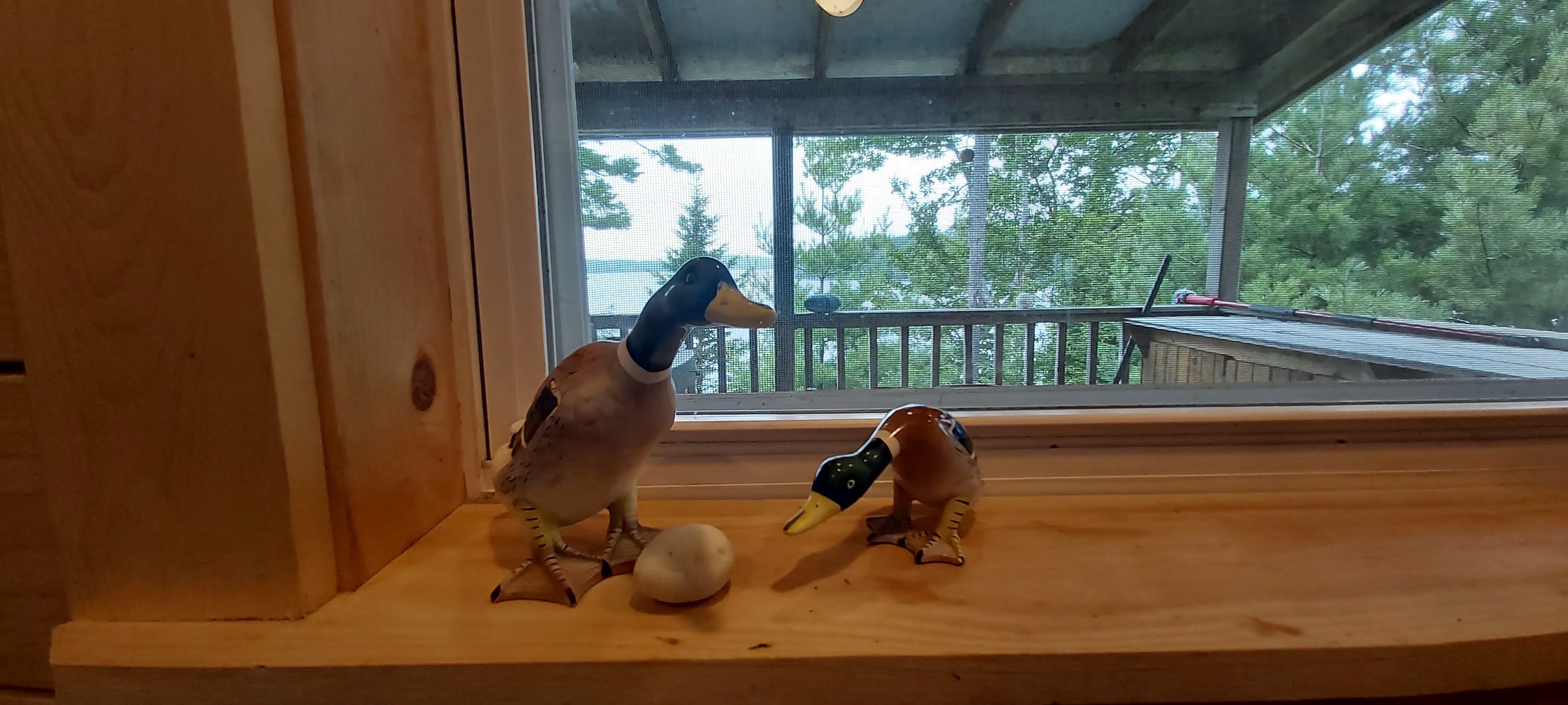 14. Ducks